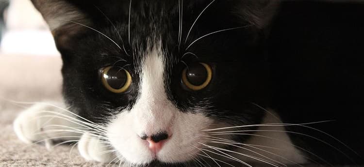 Gato blanco, símbolo del cuidado en la clínica