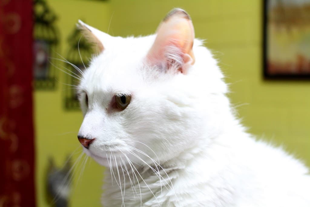 Gato blanco